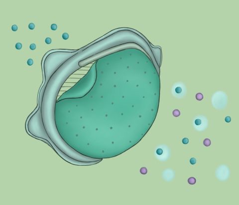 membrane_N95_web.jpg
